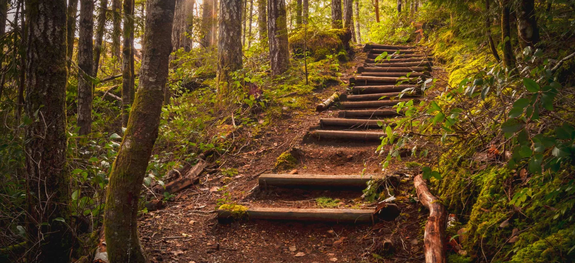woods with sun shining through and stairs